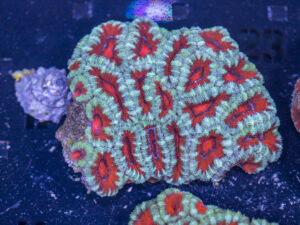 Acan - Lord Howe