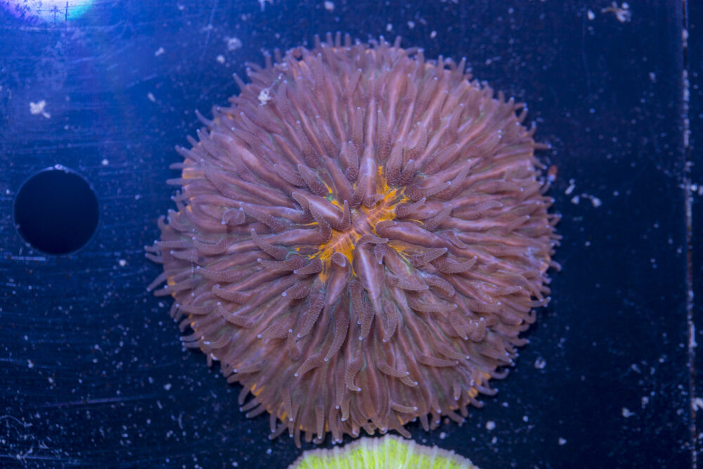 Fungia