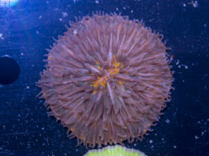 Fungia