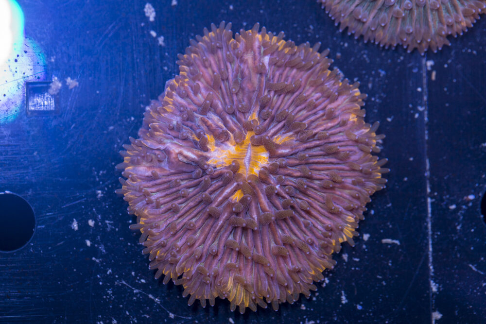 Fungia