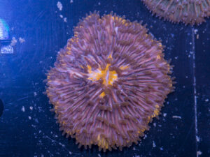 Fungia
