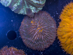 Fungia