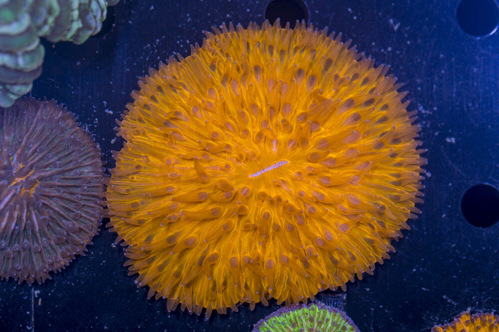 Fungia