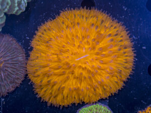 Fungia