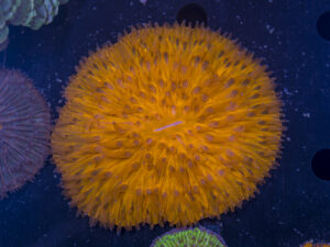 Fungia