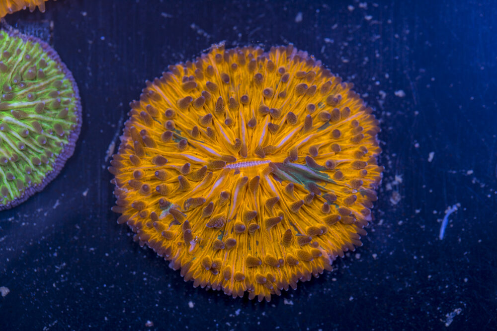 Fungia
