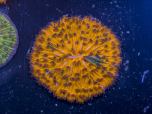 Fungia