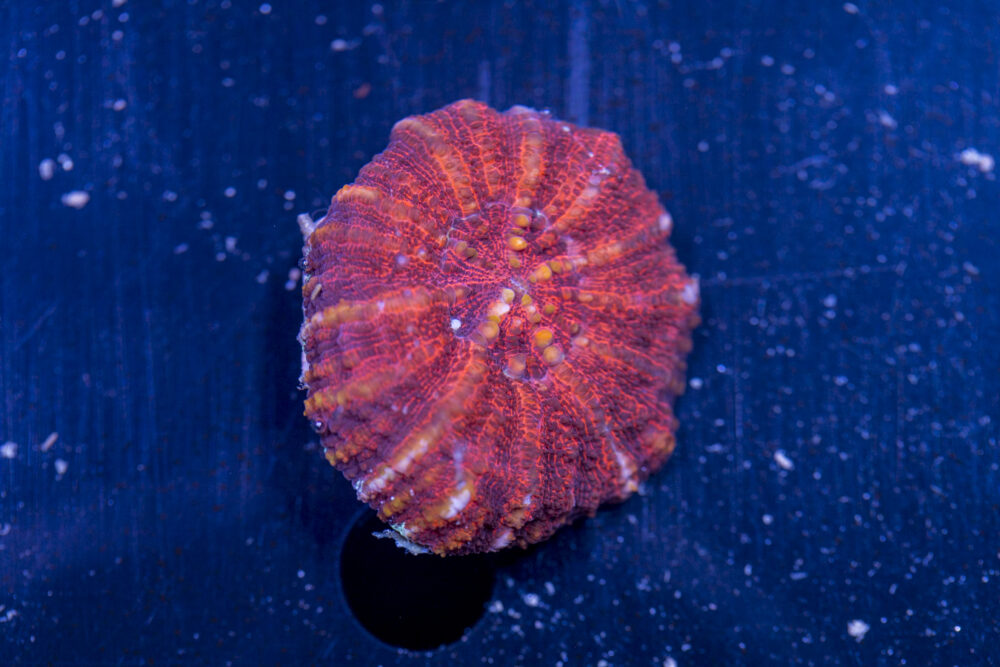 Scolymia - WA Button