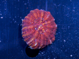 Scolymia - WA Button