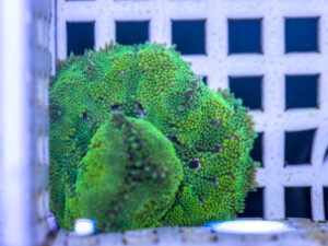 Mini Maxi Anemone