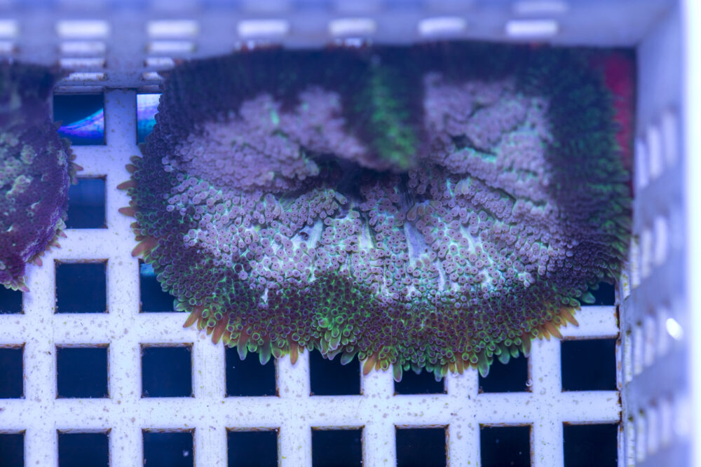 Mini Maxi Anemone