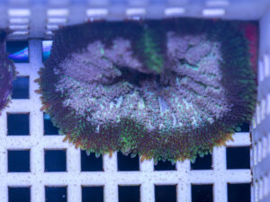 Mini Maxi Anemone