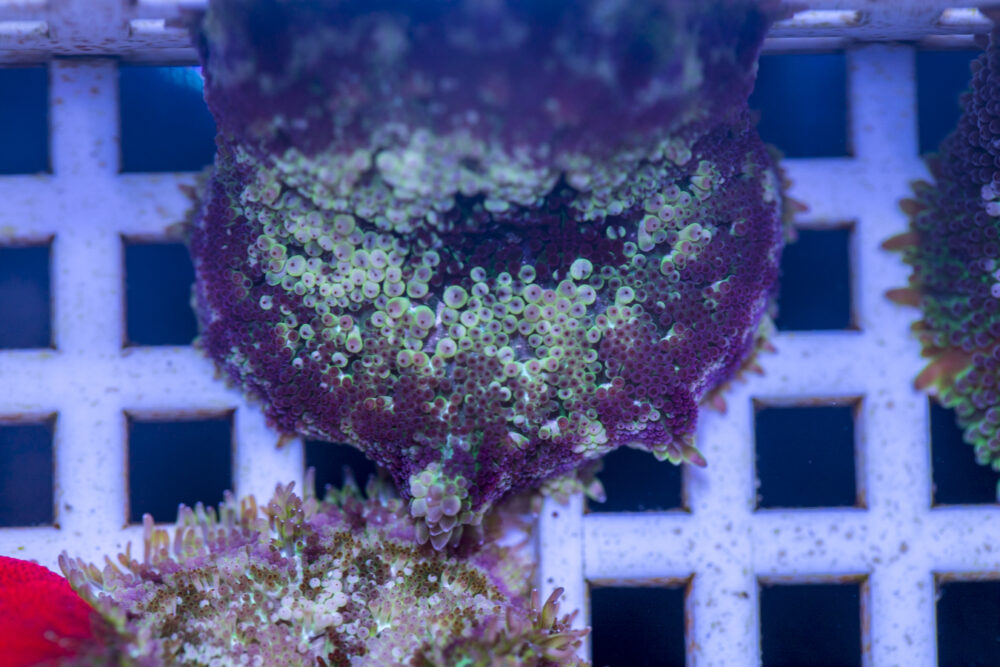 Mini Maxi Anemone