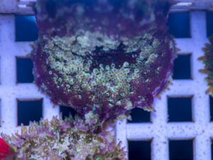 Mini Maxi Anemone