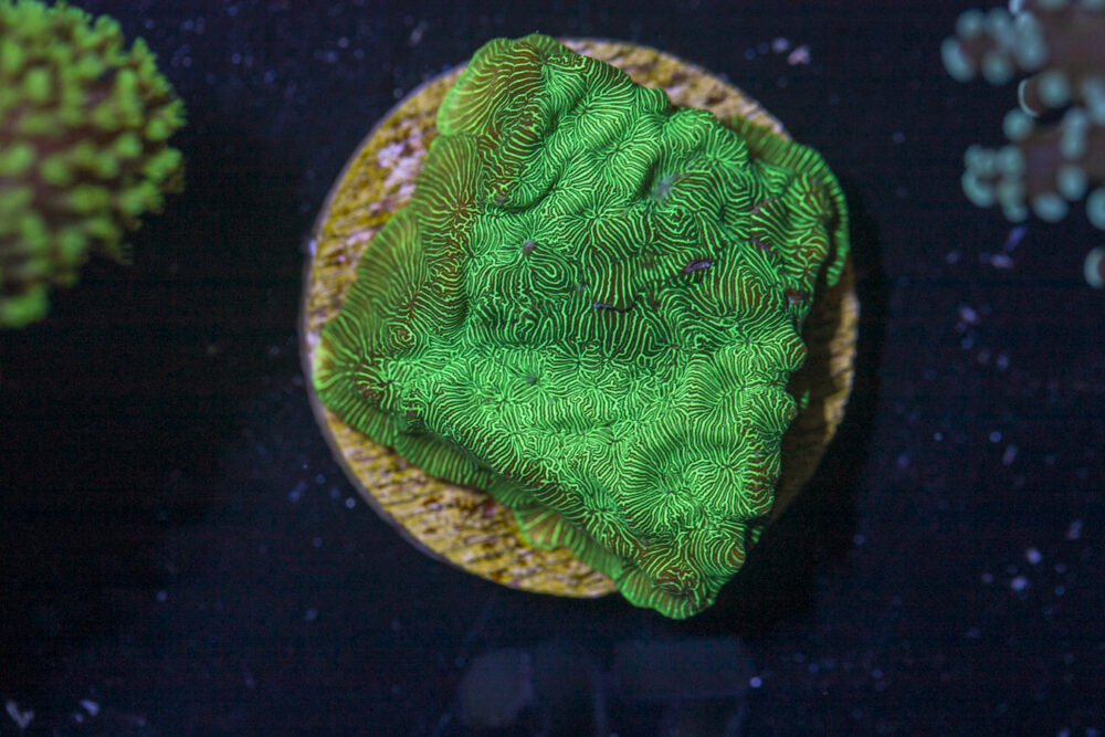 A27 - Leptoseris
