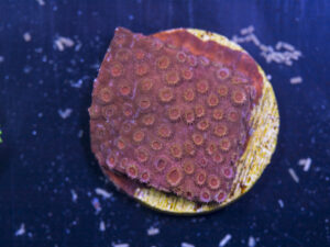 B10 - Cyphastrea