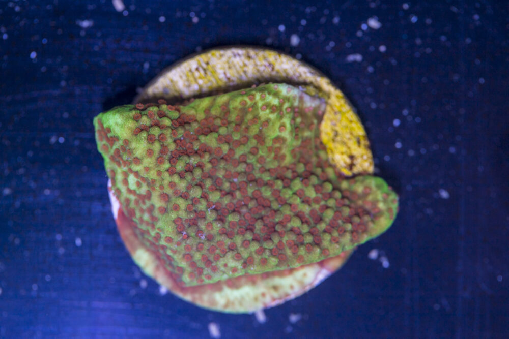 B12 - Montipora