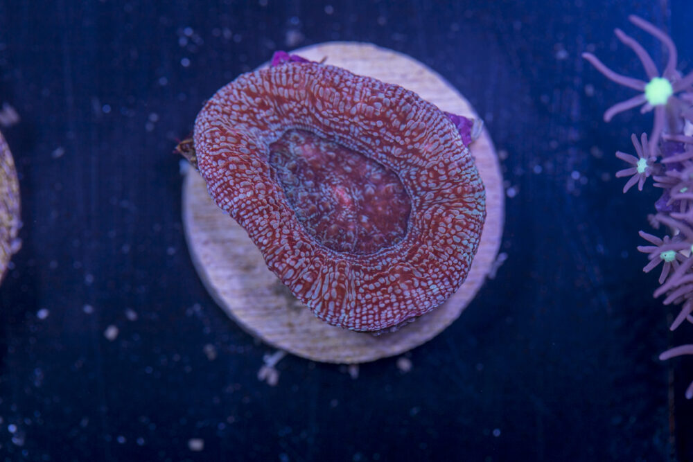 C10 - Acan Bowerbanki