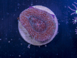 C10 - Acan Bowerbanki