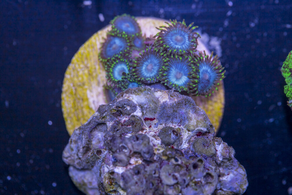 C13 - Zoanthids