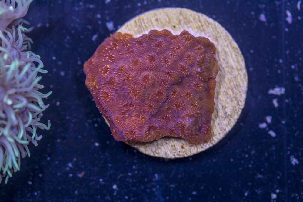 C17 - Cyphastrea
