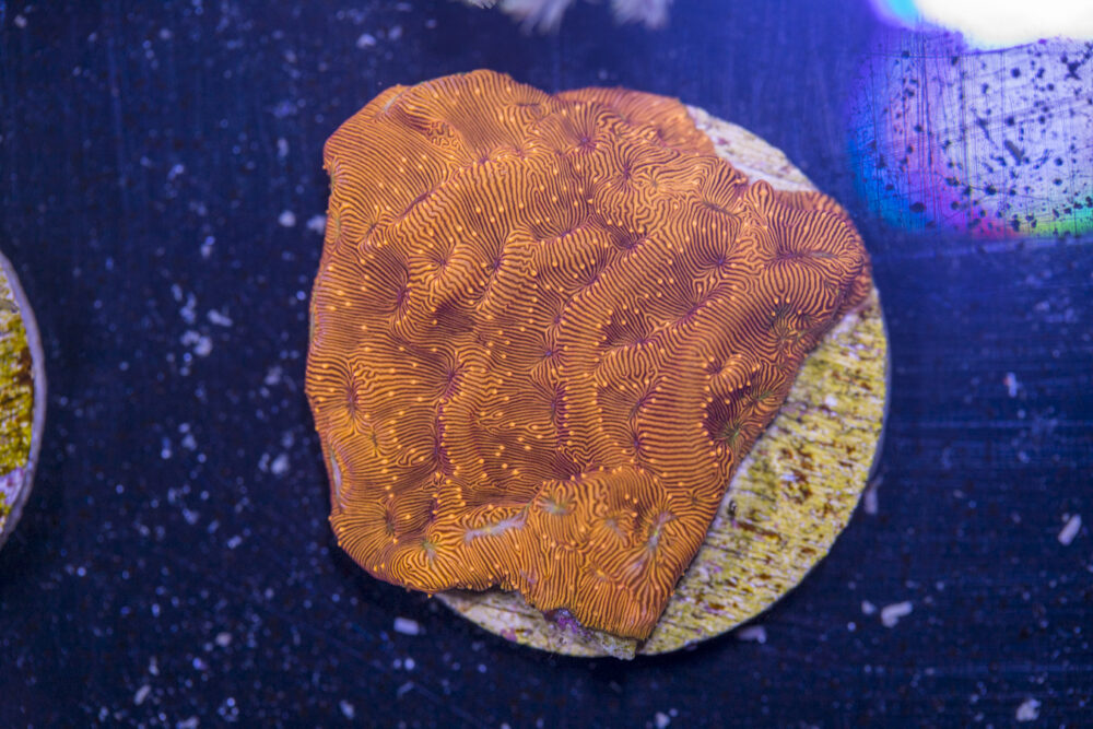 D19 - Leptoseris