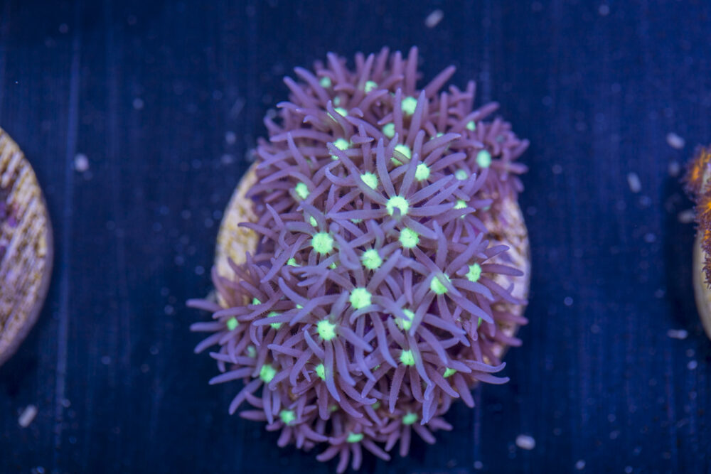 E09 - Star Polyp