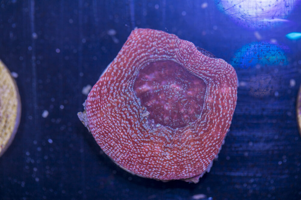 E12 - Acan Bowerbanki