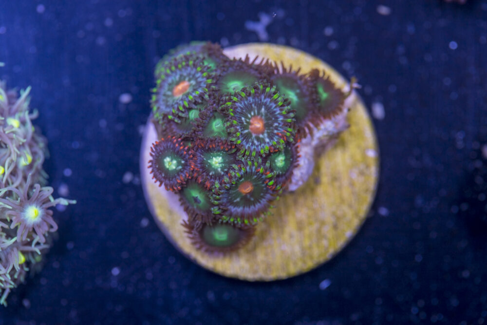 E16 - Zoanthids