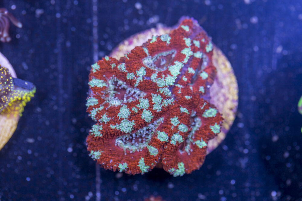 E18 - Acan