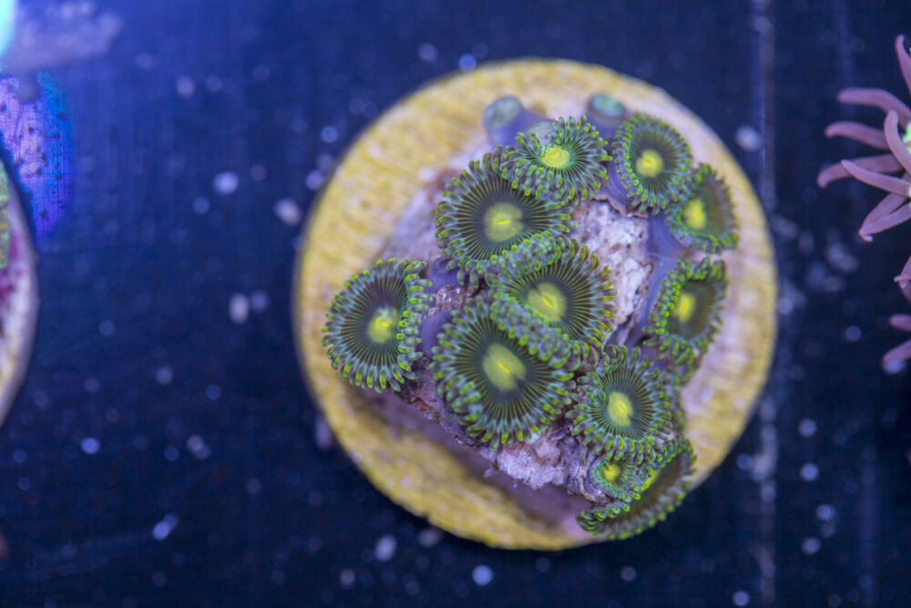H09 - Zoanthids