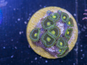 H09 - Zoanthids