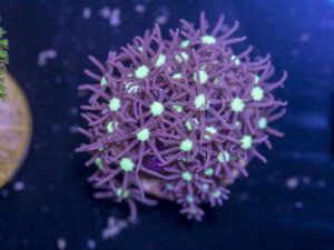 I15 - Star Polyp