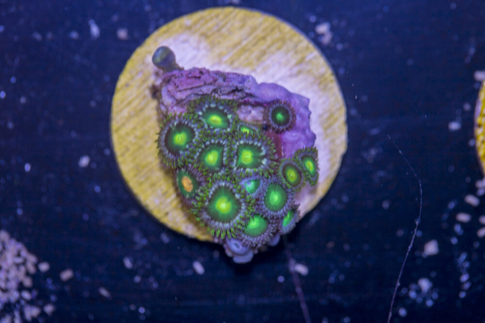 J13 - Zoanthids
