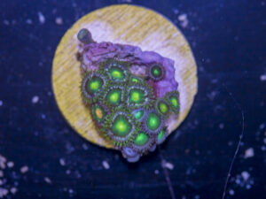 J13 - Zoanthids