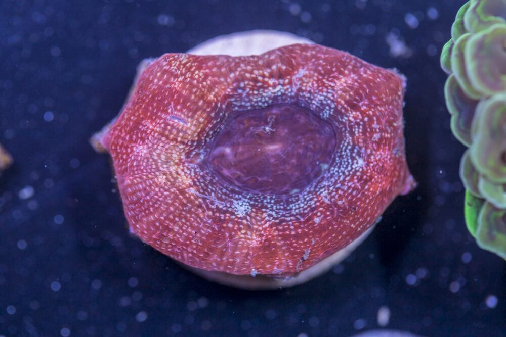 K09 - Acan Bowerbanki