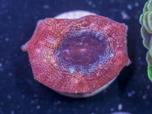 K09 - Acan Bowerbanki