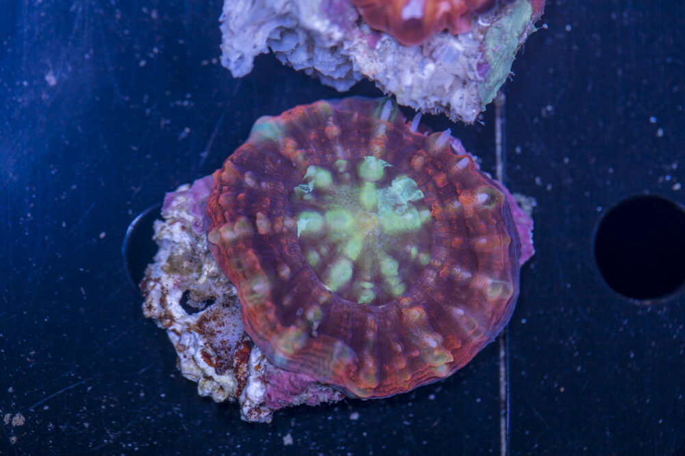 Symphyllia