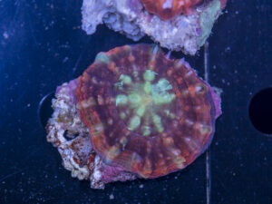 Symphyllia