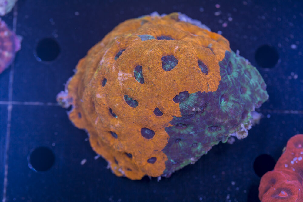 Acan - Echinata