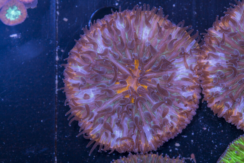 Fungia