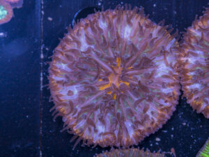 Fungia