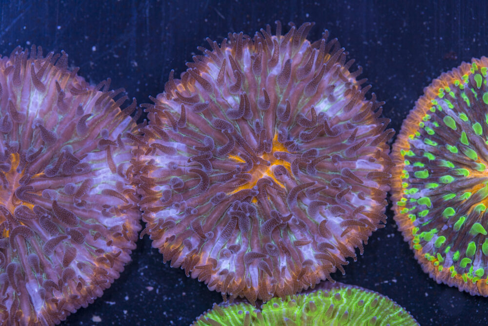 Fungia