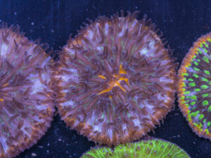 Fungia