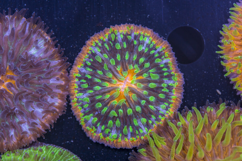 Fungia