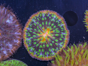 Fungia