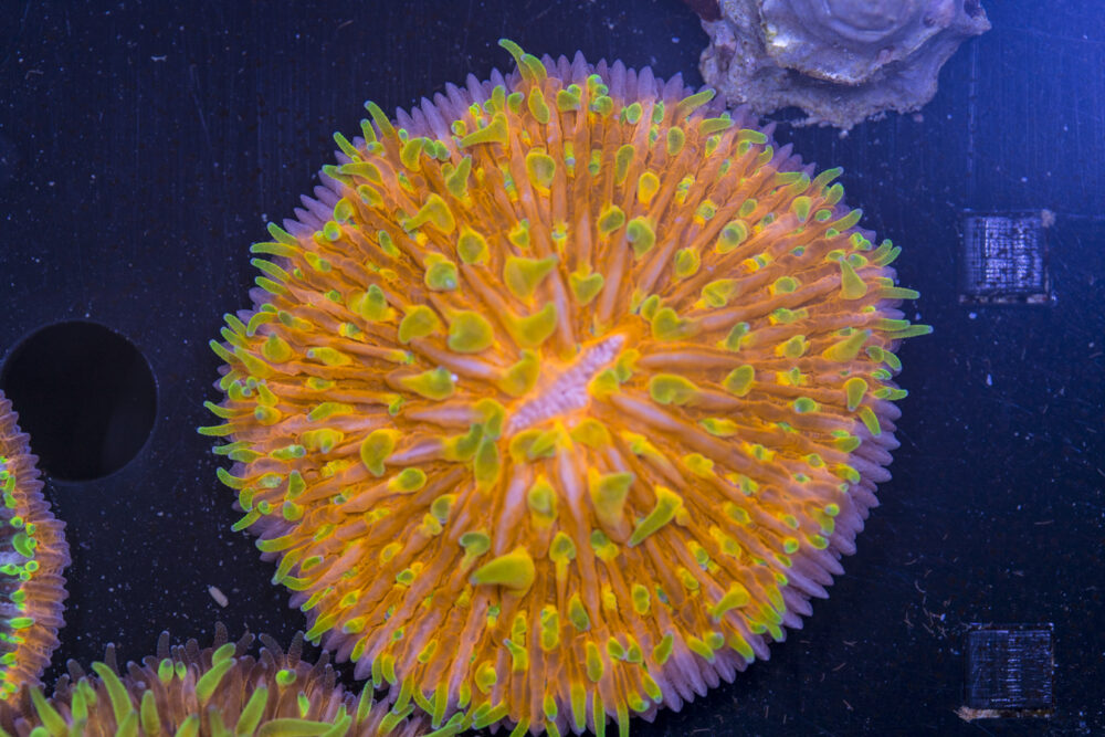 Fungia