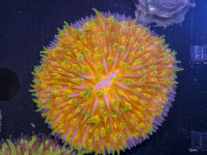 Fungia