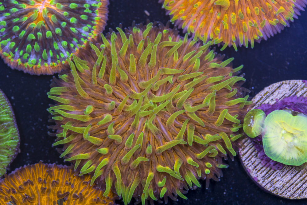Fungia