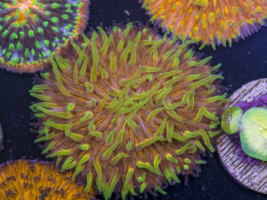 Fungia